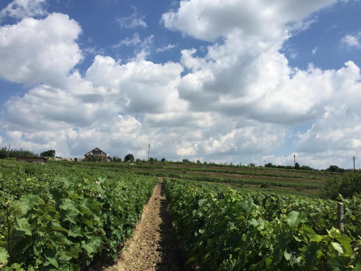 トゥルダ Wineyards Salin Bed & Breakfast エクステリア 写真